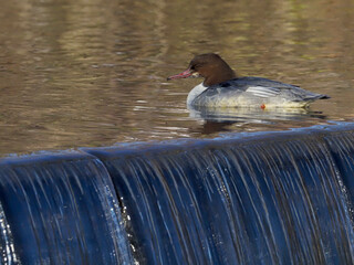 Goosander, Mergus merganser,