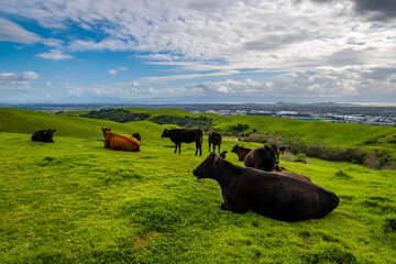 Relaxing cow in California Farmland