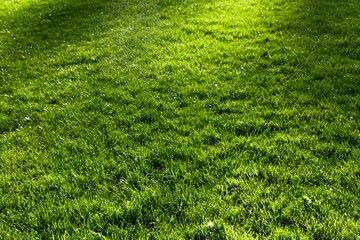 Green grass with highlights from the sun..