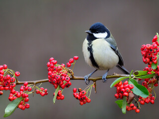Fototapeta premium Great tit, Parus major