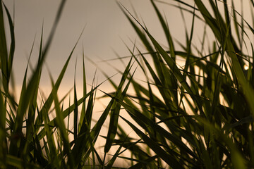 Schilf im Sonnenlicht