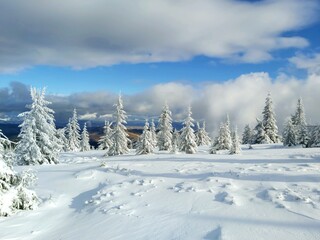 snow covered trees