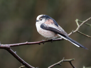 Long-tailed tit, Aegithalos caudatus