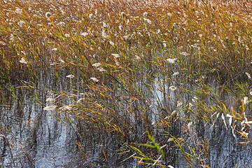 Set of aquatic plants in the lake