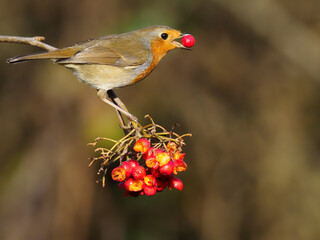 Robin, Erithacus rubecula