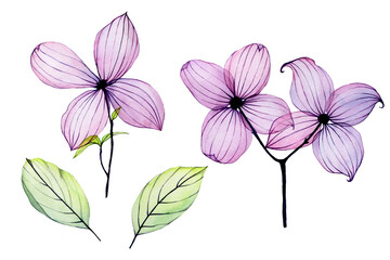 watercolor illustration, set of transparent tropical flowers. pink-purple flowers isolated on white background. design for cards, weddings, invitations.