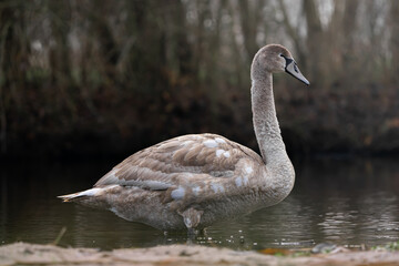 Fototapeta premium Beautiful swan