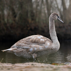 Beautiful swan