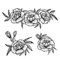 Peony flowers drawing and sketch with line art on a white background.