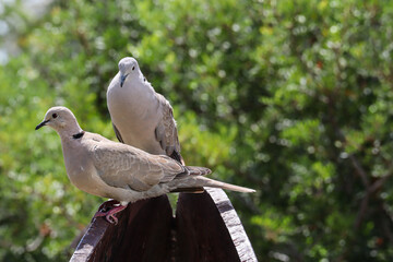 Couple of Birds in green park