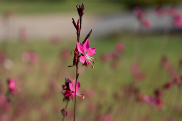 pink flower close up on branch