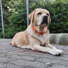 labrador retriever puppy
