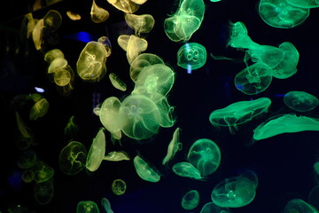 Green Light Jellyfish
