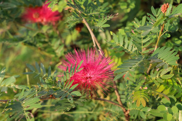 Red Calliandra Haematocephala Hassk flower are blooming