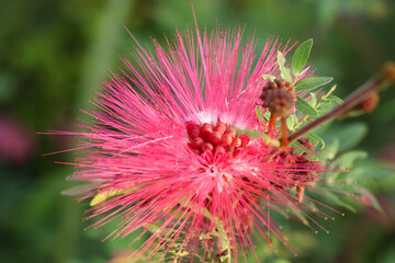 Red Calliandra Haematocephala Hassk flower are blooming