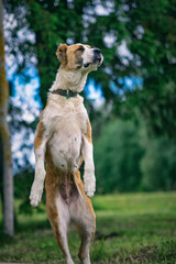 Central Asian Shepherd Dog stands on its hind legs in the forest.