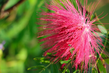 Red Calliandra Haematocephala Hassk flower are blooming