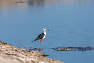 black-winged stilt
