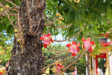 Couroupita guianensis Aubl flower