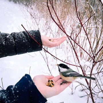 Une m&eacute;sange &agrave; t&ecirc;te noire sur une main