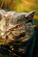 Close up on a beautiful British shorthair blue kitten with copper eyes , with grass in front and behing her, shallow focus on the kitten but the green and yellow blades of late autumn grass are blurre © gabriela