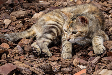 Gato salvaje en la naturaleza tumbado en el suelo de restos de corcho marron
