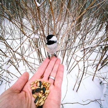 Une m&eacute;sange &agrave; t&ecirc;te noire sur une main