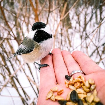 Une m&eacute;sange &agrave; t&ecirc;te noire sur une main