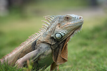 Big red iguana walking on the grass