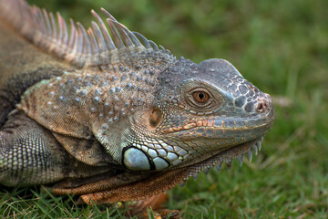 Fototapeta premium Big red iguana walking on the grass