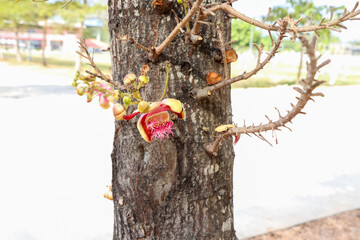 Couroupita guianensis Aubl flower