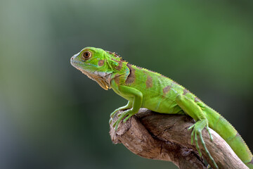 Obraz premium Green iguana on a tree branch