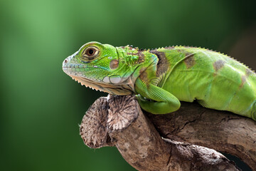 Green iguana on a tree branch