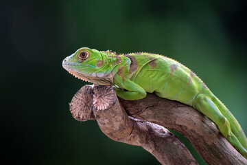 Naklejka na ściany i meble Green iguana on a tree branch