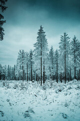 Snowy frozen winter forest with white trees. Beautiful snow nature in the mountains on a cold hiking adventure outdoor day. Brocken, Harz Mountain, Harz National Park, Torfhaus, Germany