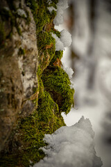 verschneiter bemooster Felsen in Winterwald