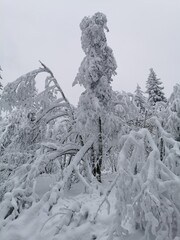 Schnee am Feldberg im Taunus (Lockdown, Verkehrschaos)