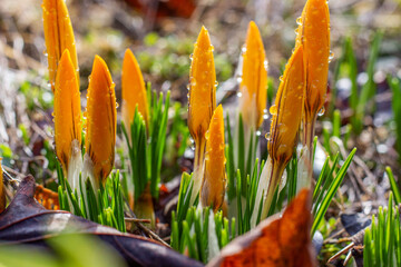 Beautiful crocus buds with water droplets in early spring. Yellow primroses in the garden..