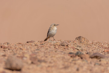 Desert wheatear