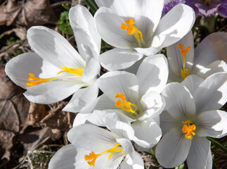 White crocus flowers close-up. Flowering in early spring.  Primroses in the garden. Natural  beautiful spring background.