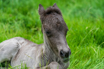 Close up of a one day old icelandic horse foal lying down in green grass