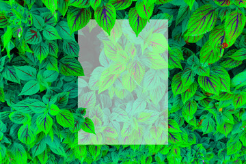Natural green plant pattern background with translucent white square. Rectangular place of nature.