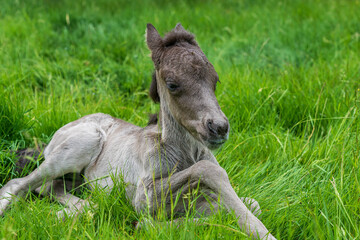 Close up of a one day old Icelandic horse foal, about to stand up