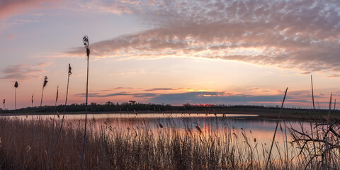 sunrise over the river, in the foreground there is a reed with single steeds, in the middle there is a river