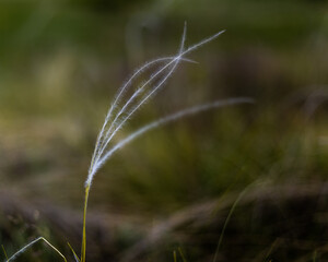 feather grass macro