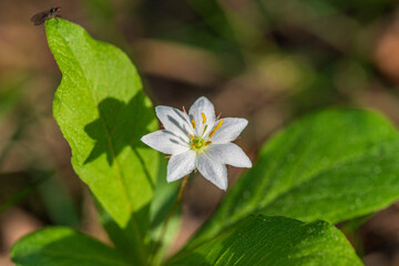 Close up of a white chickweed flower in sunlight