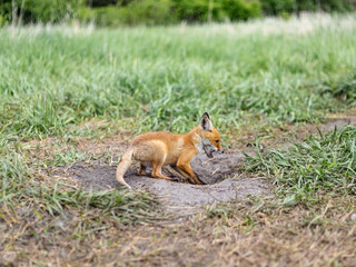 fox, little fox