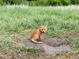 fox, little fox