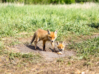 fox, little fox