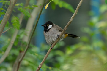 White Eared Bulbul
